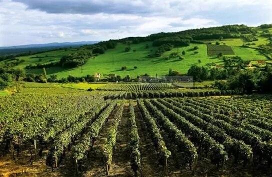 巴州葡萄酒产业进入高质量发展