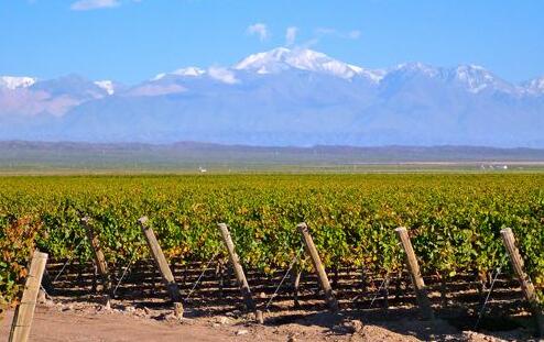 阿根廷葡萄酒对华出口同比增长超过50%