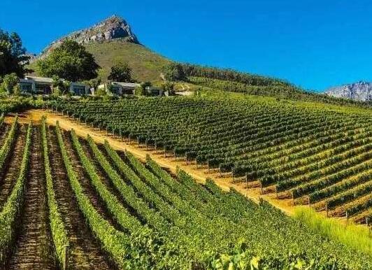 2021年南非葡萄酒出口总额再创新高